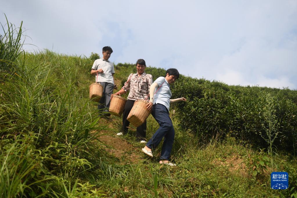 在廣西蒼梧縣六堡鎮(zhèn)山坪村，祝雪蘭（前）和村民采茶后走下茶山（2022年9月22日攝）。新華社記者 陸波岸 攝